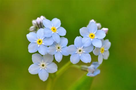 Image result for Forget Me Not Song