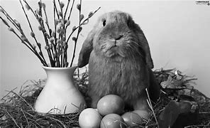 Image result for Photos of Easter Bunny