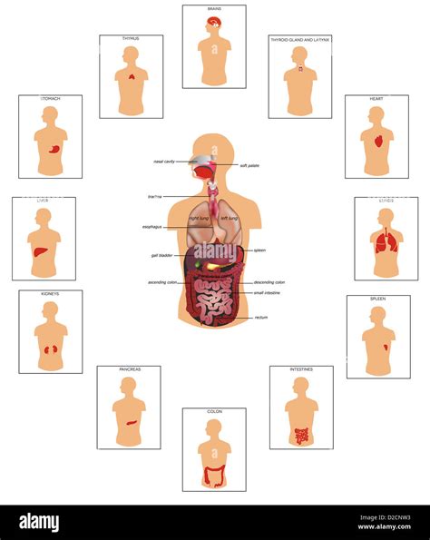 Human anatomy diagram Stock Photo - Alamy