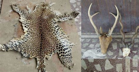 Probe Into Meerut Poaching Racket Widens, Slovenian Arms Dealer Sent To ...