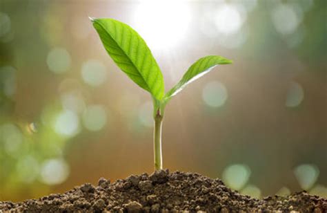 Biofertilizers 的图像结果