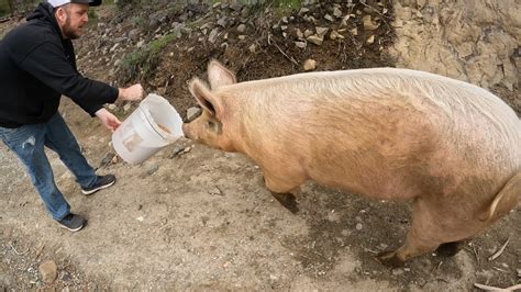 Image result for Loading Pigs for Processing