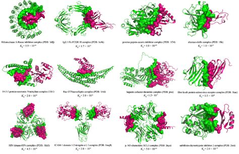 Image result for Protein Complex Function