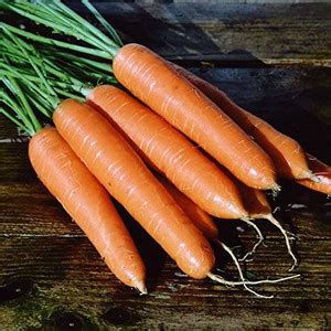 VibeX carrot Seed Price in India - Buy VibeX carrot Seed online at ...