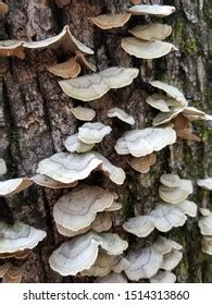 Image result for Tree Rot Fungus