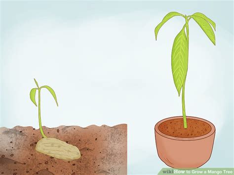 Tips for Growing Mango Tree 的图像结果