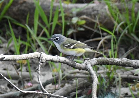 Anson B. Nixon Park with Ian Stewart - Delaware Ornithological Society