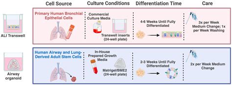 Frontiers | Comparison of air-liquid interface transwell and airway ...