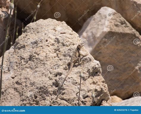 Lizard on rocks stock photo. Image of wild, plant, animals - 62623276