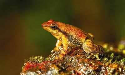 New frog species discovered in Goa - Times of India