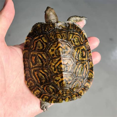 Image result for Ornate Box Turtle Shell