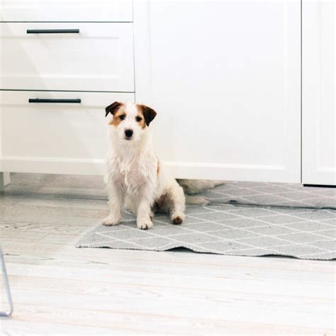 3 Steps: How to Clean Pee Stains + Smells From Carpet