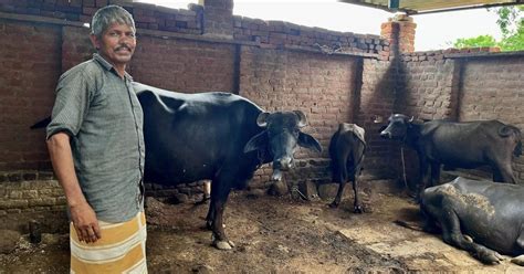 Changing weather is affecting livestock, decreasing yield of milk