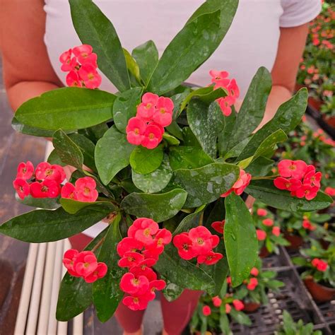 Crown of Thorn Live 5" Plant , Pink Euphorbia Milii Flowering Cactus ...