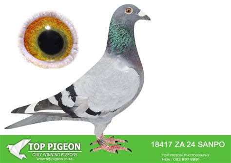 LOT 15 BADENHORST HOKKE -ZA 24 SANPO 18417 -Super young cock bred for ...