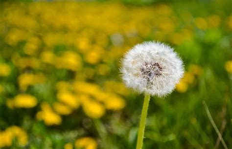 What Style Should I Choose For Dandelion at Florence Parsons blog