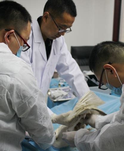 受伤白琵鹭被焦作农民捡到 三个救护站机构接力救助_浙江省小动物保护协会