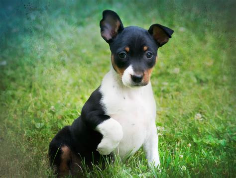 BriarBey Old Dominion Terrier Puppies Rat Terrier Puppies, Toy Fox ...