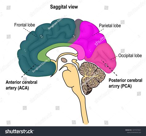 Posterior Anterior Brain