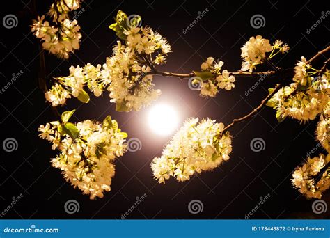 White Plum Blossoms in the Moonlight Stock Photo - Image of chinese, holiday: 178443872