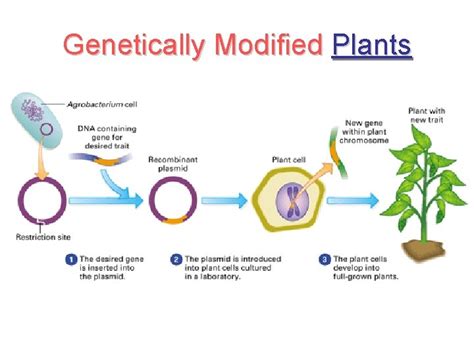 Selective Breeding Ancient Biotechnology Examples 的图像结果