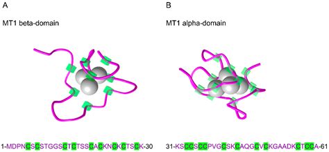 Emerging Roles of Metallothioneins in Beta Cell Pathophysiology: Beyond ...