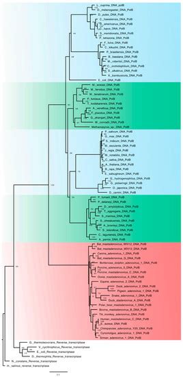 Viruses | Special Issue : Evolution of DNA Polymerase Families ...