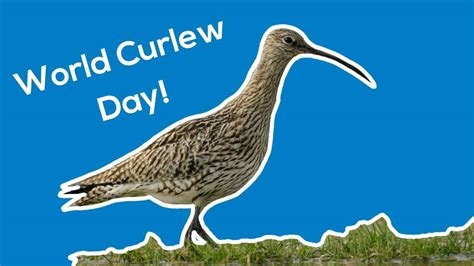 World Curlew Day 2024: Dates, History, Activities and Facts