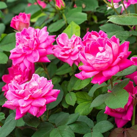 Pink Double Knock Out Rose
