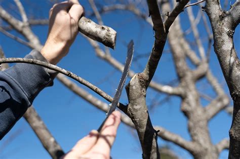 Image result for Step Cut Pruning