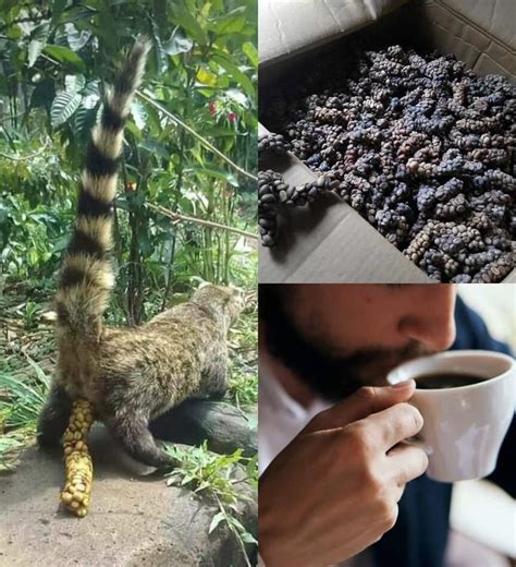 Top 5 Most Expensive Coffee at Dorothy Lim blog