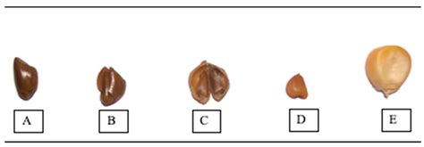 Marker–Trait Association for Protein Content among Maize Wild ...