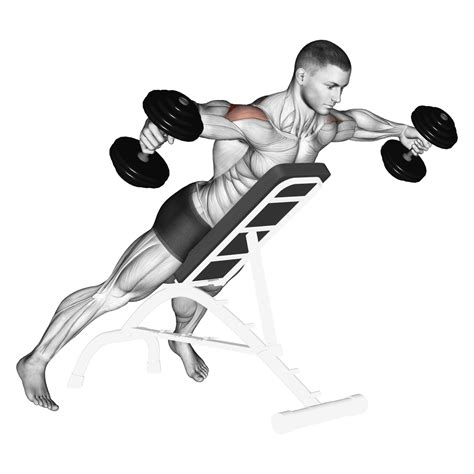 Band Reverse Fly: Guide, Muscles Worked, Tips | Athlemove