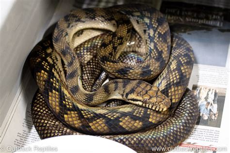 Image result for Biggest Scrub Python