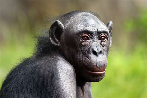 New Study Probes How Same-Sex Behaviors Evolved in Nonhuman Primates ...
