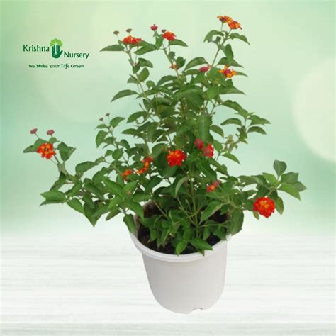 Golden Duranta Plant