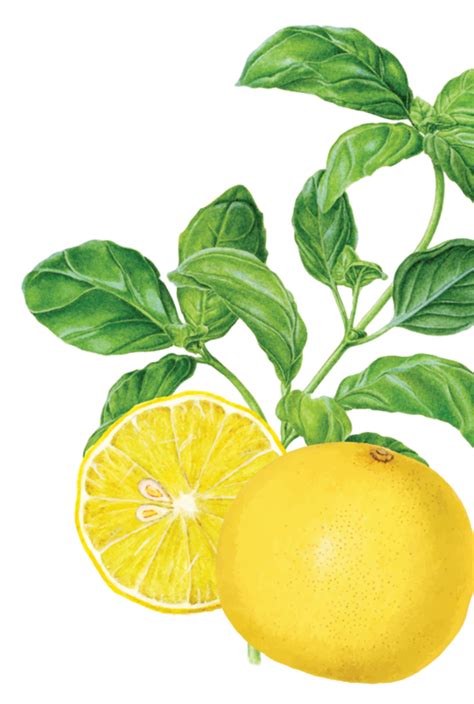 Lemon Basil Iced Tea, 150g - VAHDAM® India