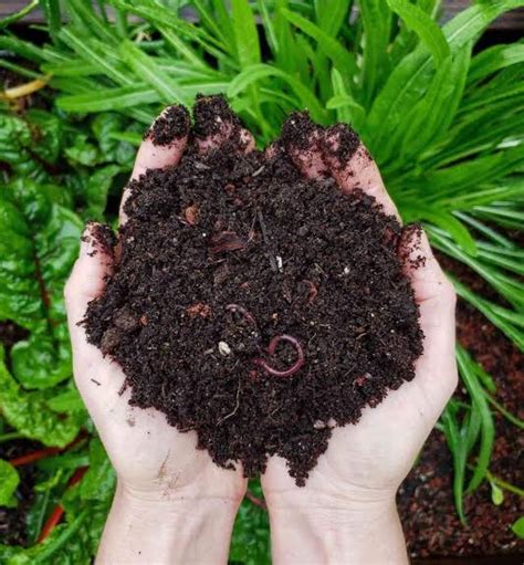 Composting-material-Urban-plants