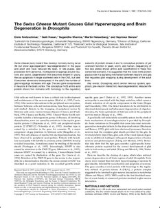 The swiss cheese mutant causes glial hyperwrapping and brain ...