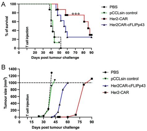 Anti-Apoptotic c-FLIP Reduces the Anti-Tumour Activity of Chimeric ...