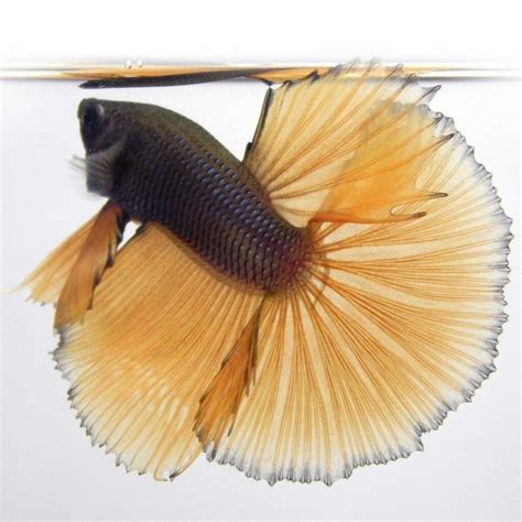 Image result for Betta Fish Compatibility