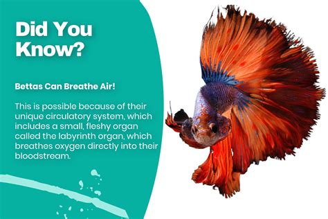 Do Betta Fish Need Air Pump? - Majestic Fins