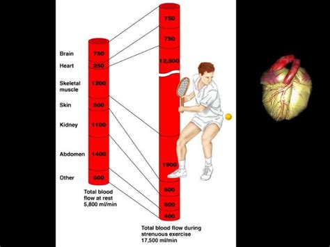 Animation Cardiac Output 的图像结果