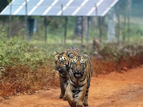 The tiger is watching you: a ground report from India’s fiercest ...