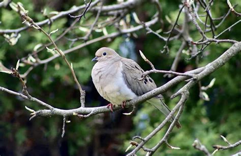 Mourning Dove Symbolism: 6 Spiritual Meanings Characterized - Faith3