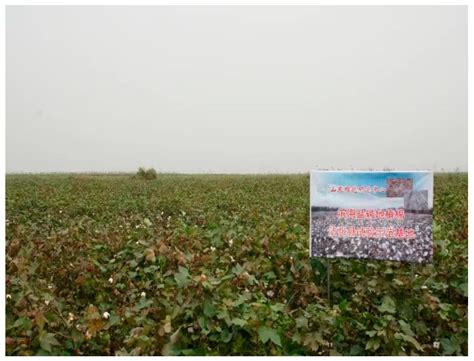 Mitigating Salinity Stress and Improving Cotton Productivity with ...