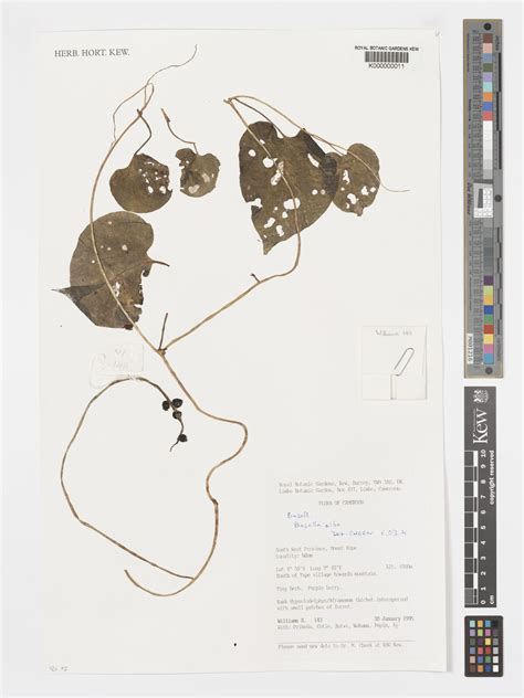 Basella alba L. | Plants of the World Online | Kew Science