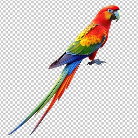 Long tail parrot on transparent background | Premium AI-generated PSD