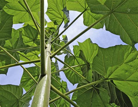 Landwirt pflanzt Paulownia Bäume – 10 Jahre später steht dieser Wald ...
