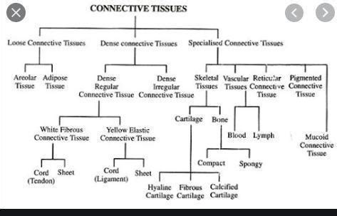a) Draw the flow chart for the types of connective tissues b) Write the ...